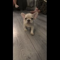 French Bulldog - Dogs