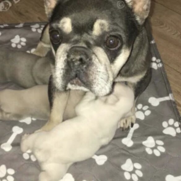 French Bulldog - Both
