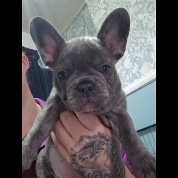 French Bulldog - Both