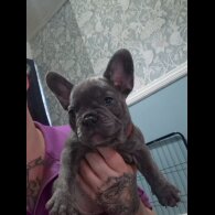 French Bulldog - Both