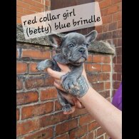 French Bulldog - Both