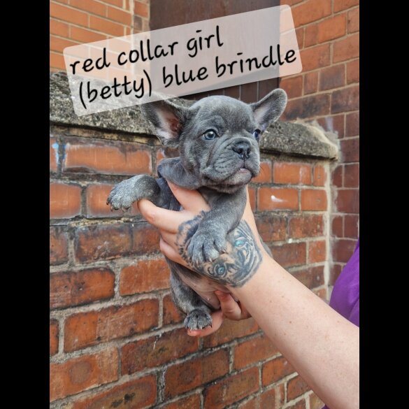 French Bulldog - Both