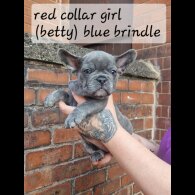 French Bulldog - Both