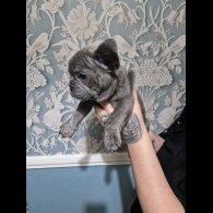 French Bulldog - Both