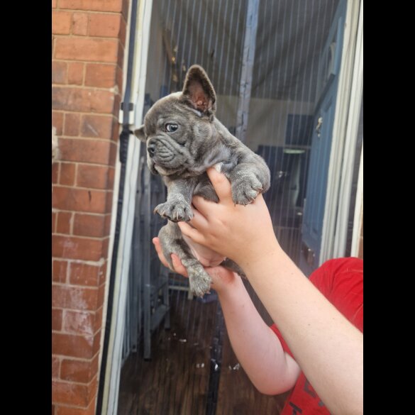 French Bulldog - Both