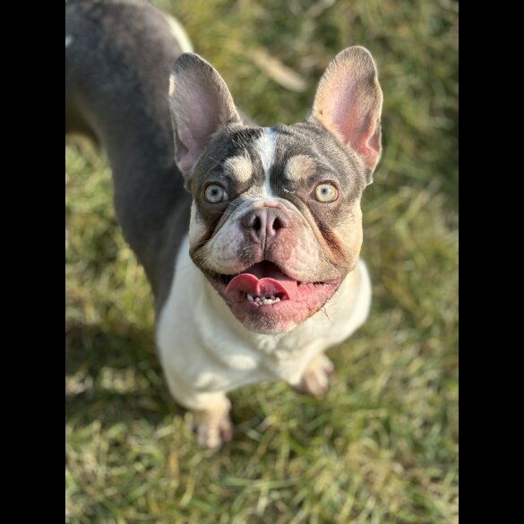 French Bulldog - Bitches