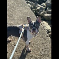 French Bulldog - Bitches