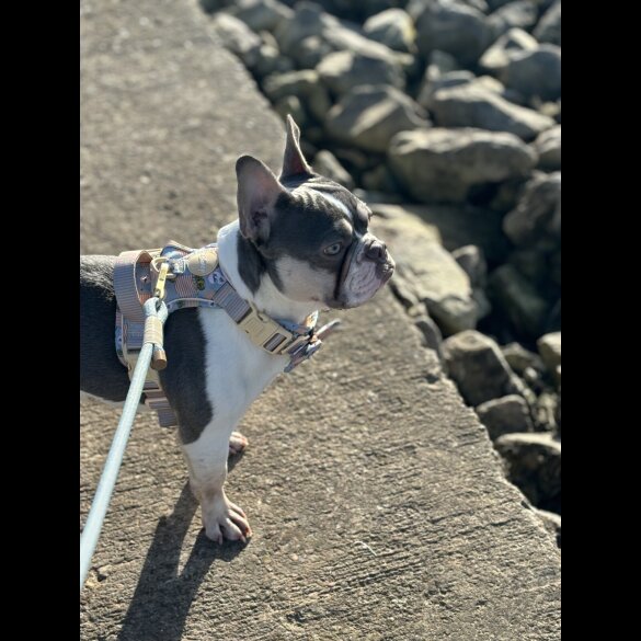 French Bulldog - Bitches