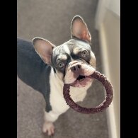 French Bulldog - Bitches