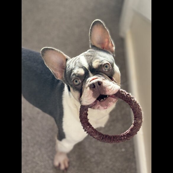 French Bulldog - Bitches