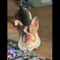 French Bulldog - Bitches