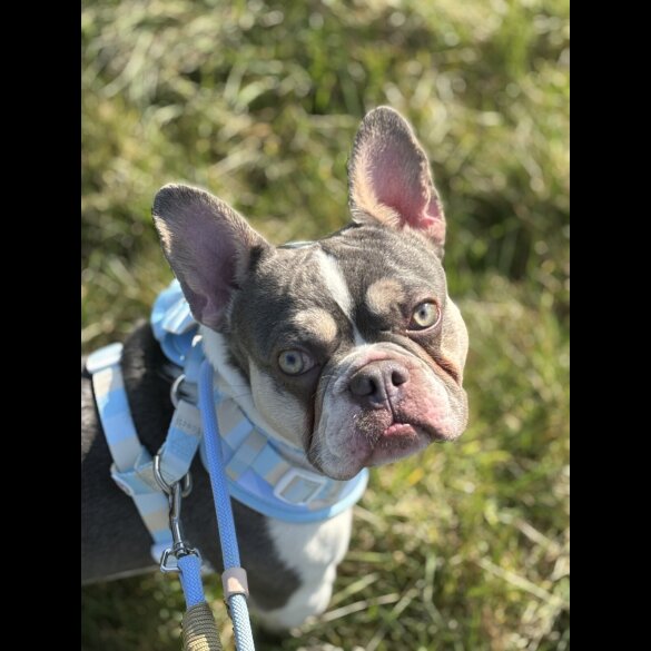 French Bulldog - Bitches