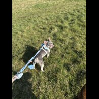 French Bulldog - Bitches