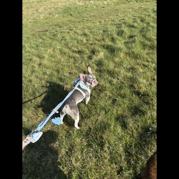 French Bulldog - Bitches