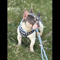 French Bulldog - Bitches