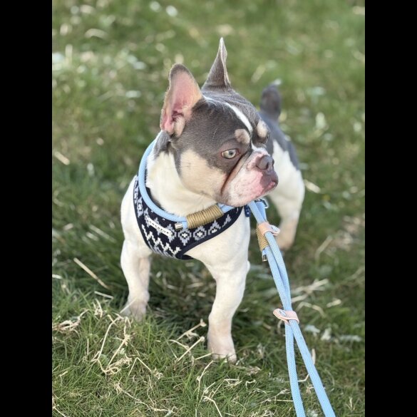 French Bulldog - Bitches