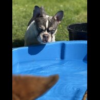 French Bulldog - Bitches