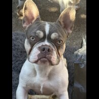 French Bulldog - Bitches