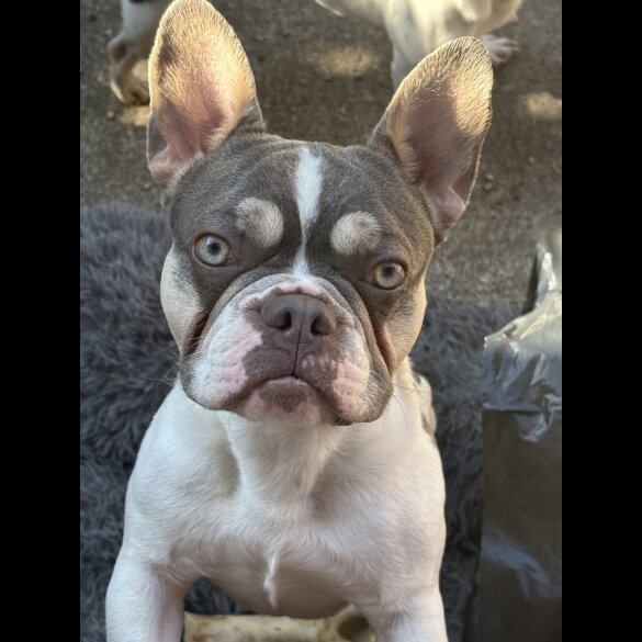 French Bulldog - Bitches