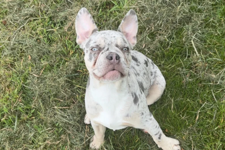 French Bulldog