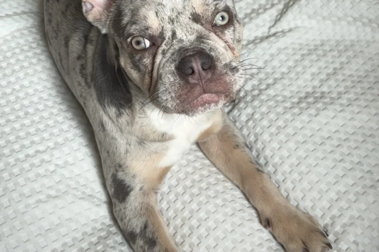 French Bulldog