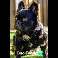 French Bulldog - Both