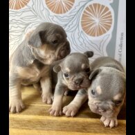 French Bulldog - Both