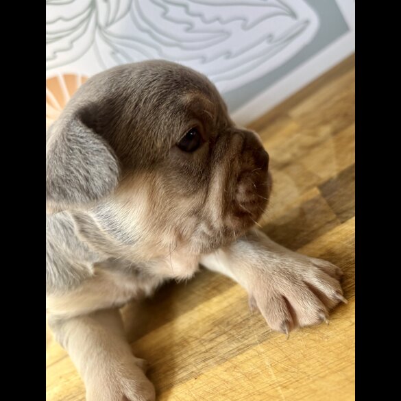 French Bulldog - Both