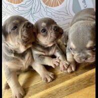 French Bulldog - Both