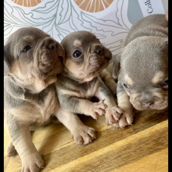 French Bulldog - Both