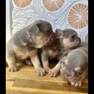 French Bulldog - Both