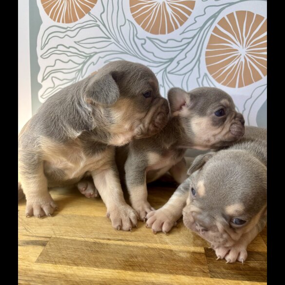 French Bulldog - Both