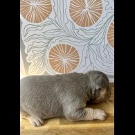 French Bulldog - Both