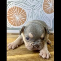 French Bulldog - Both