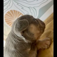 French Bulldog - Both