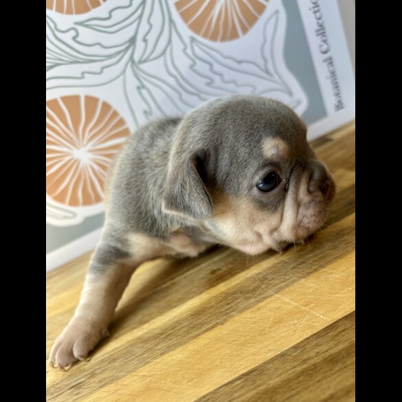 French Bulldog - Both