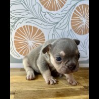 French Bulldog - Both