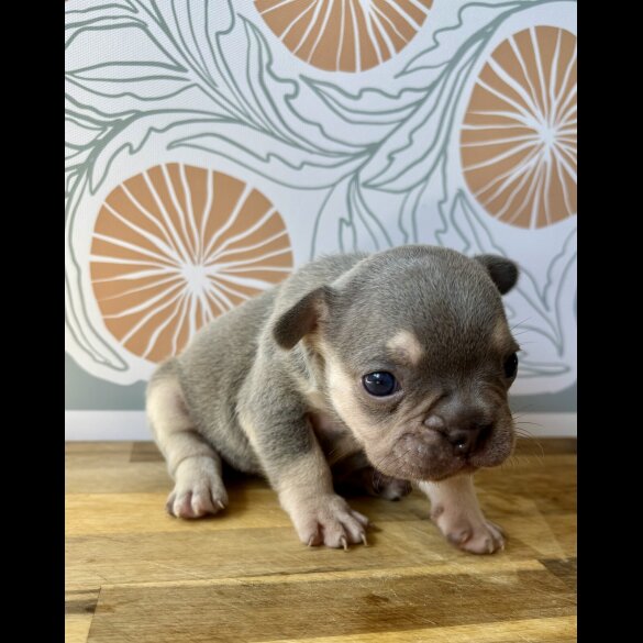 French Bulldog - Both