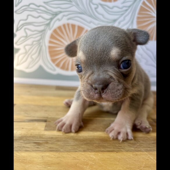 French Bulldog - Both