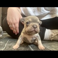French Bulldog - Both