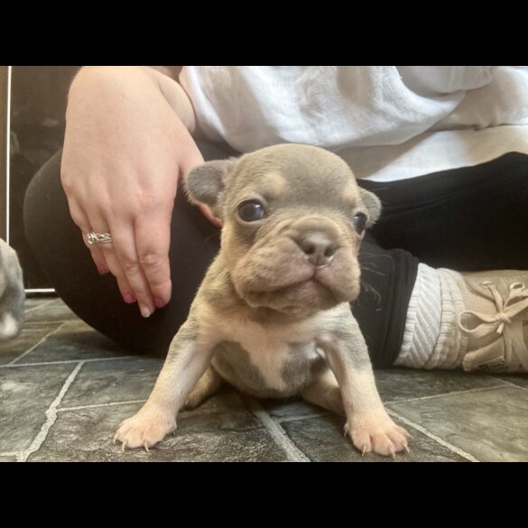French Bulldog - Both