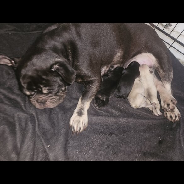 French Bulldog - Both