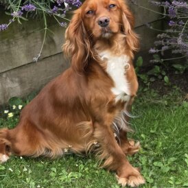 Cocker Spaniel (Show) - Both