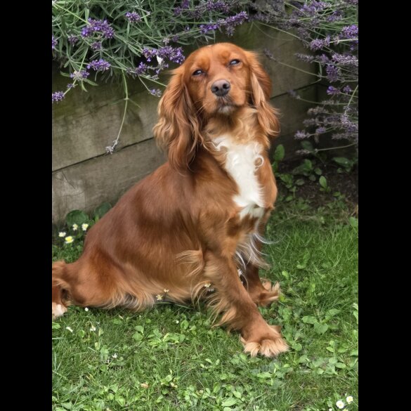 Cocker Spaniel (Show) - Both