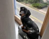 Dachshund (Smooth Haired)