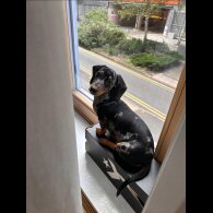 Dachshund (Smooth Haired)