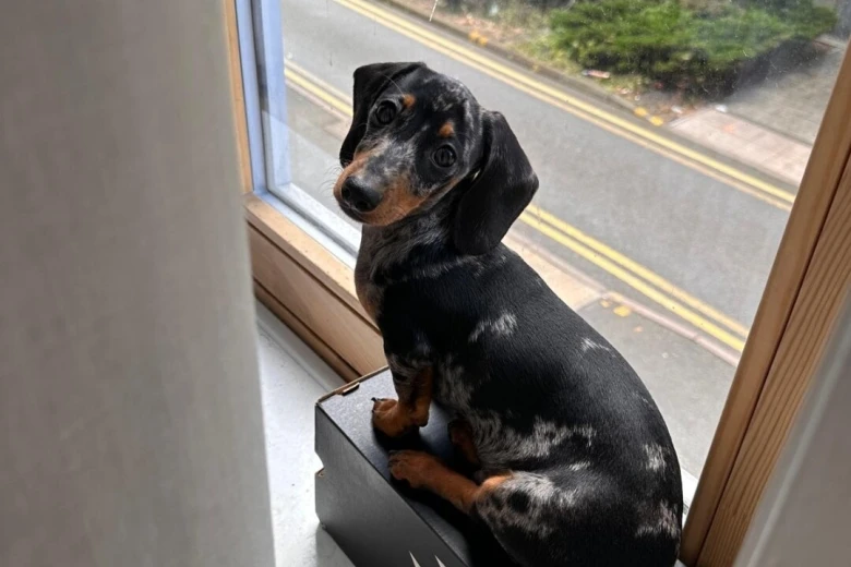Dachshund (Smooth Haired)