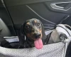 Dachshund (Smooth Haired)