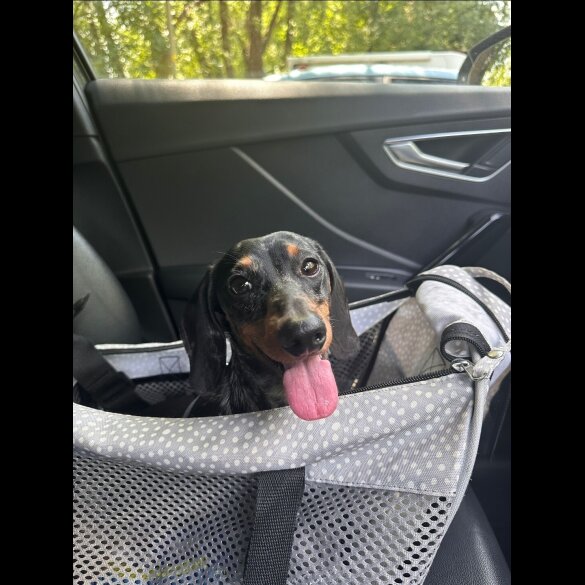 Dachshund (Smooth Haired)
