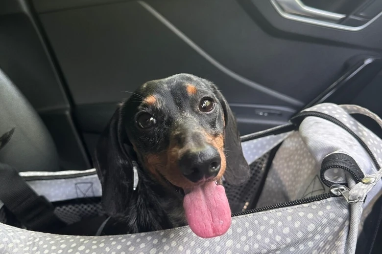 Dachshund (Smooth Haired)